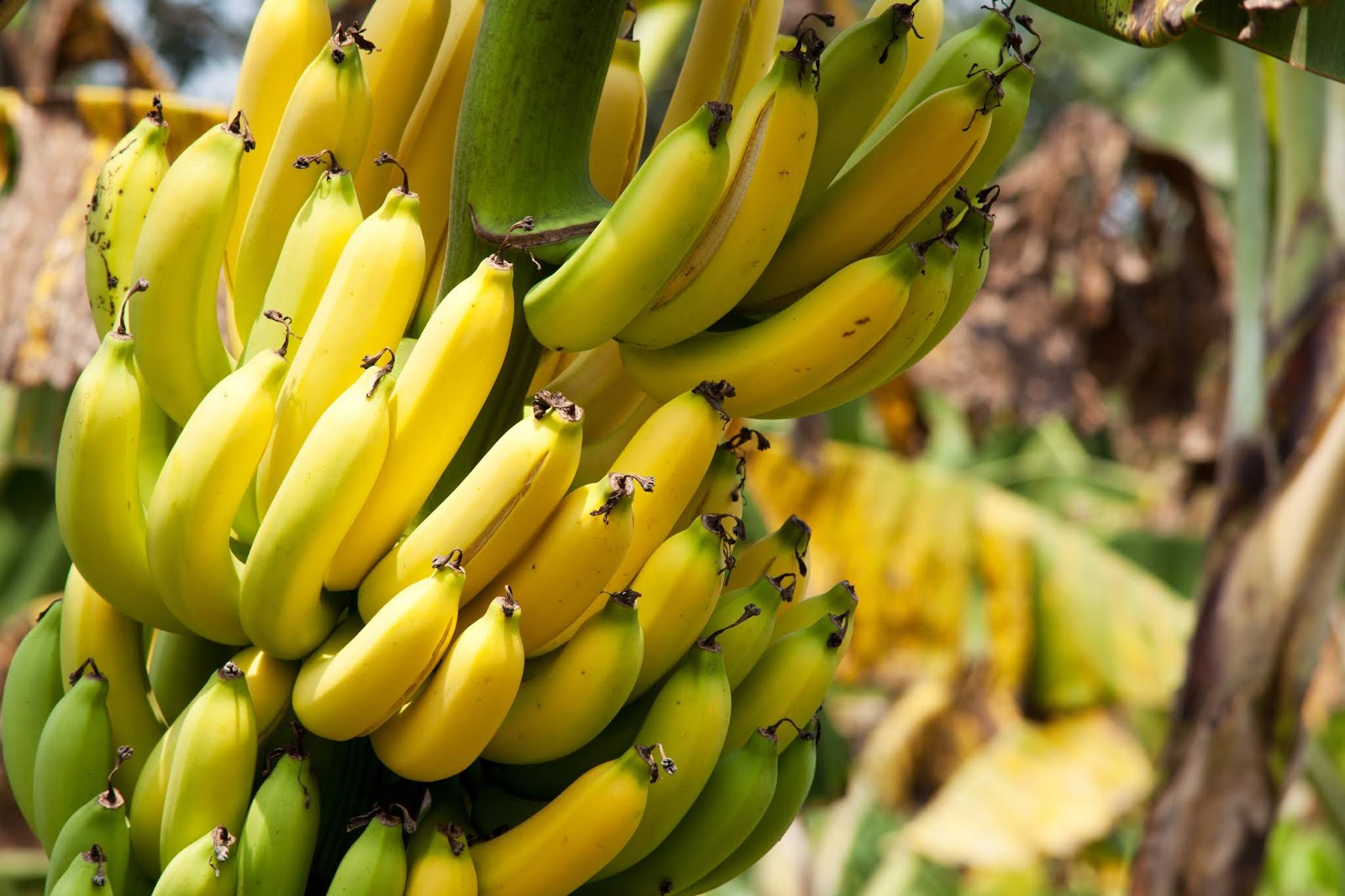 Symbolbild zum Einfluss multinationaler Unternehmen auf politische Systeme am Beispiel von Chiquita. Arbeiter auf einer Chiquita-Plantage – visuelle Darstellung globaler Handelsstrukturen und Konzerninteressen.